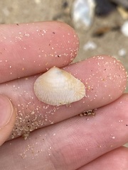 Chioneryx cardioides