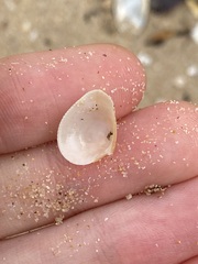 Chioneryx cardioides