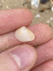 Chioneryx cardioides