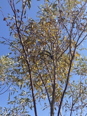 Amyema miquelii
