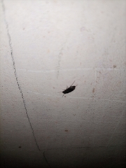 Insecta