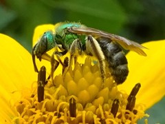 Agapostemon virescens