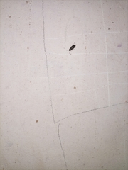 Insecta