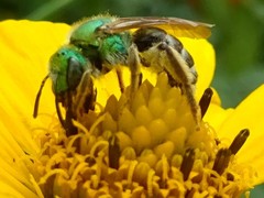 Agapostemon virescens
