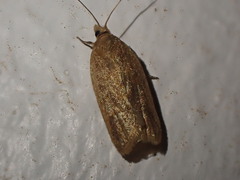 Clepsis coriacanus