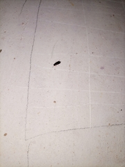 Insecta