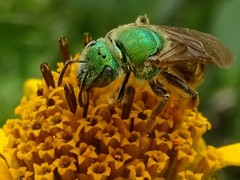 Agapostemon virescens