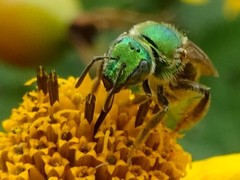 Agapostemon virescens