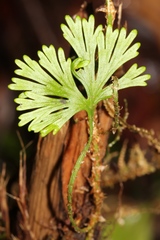 Elaphoglossum peltatum