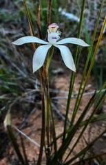 Caladenia moschata