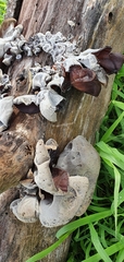 Auricularia auricula-judae