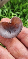Auricularia auricula-judae
