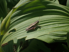 Buckellacris hispida