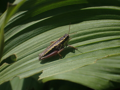 Buckellacris hispida