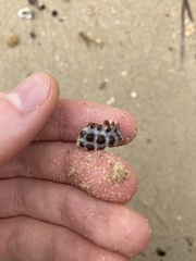 Tenguella marginalba