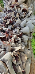 Auricularia auricula-judae