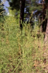 Salsola collina