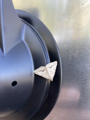 Frederickia s-signata