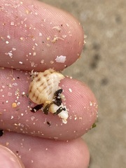 Agnewia tritoniformis