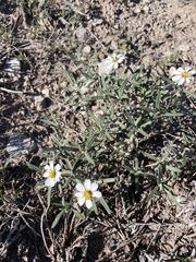Melampodium leucanthum