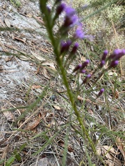 Liatris pilosa