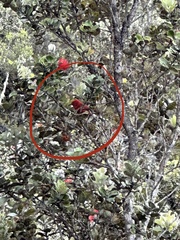 Himatione sanguinea