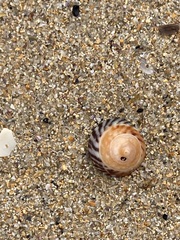 Bembicium nanum