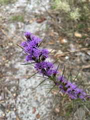 Liatris pilosa
