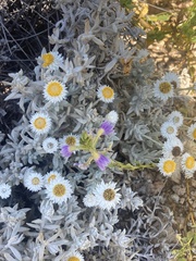 Polycalymma stuartii