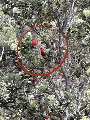 Himatione sanguinea