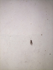 Pterygota
