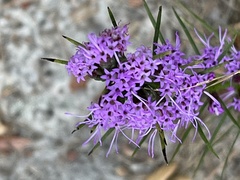 Liatris pilosa