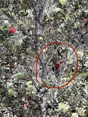 Himatione sanguinea