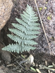 Myriopteris lindheimeri