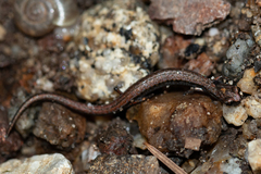 Batrachoseps attenuatus