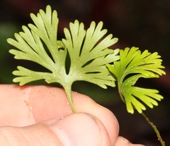 Elaphoglossum peltatum