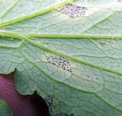 Septoria chelidonii