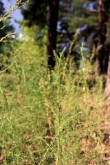 Salsola collina