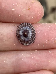 Siphonaria funiculata