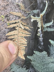 Myriopteris lindheimeri