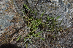 Dichanthelium acuminatum