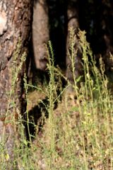 Salsola collina