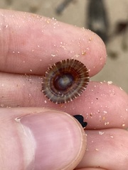 Siphonaria funiculata