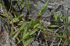 Dichanthelium acuminatum