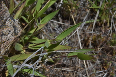 Dichanthelium acuminatum