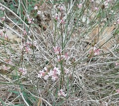 Asperula cynanchica