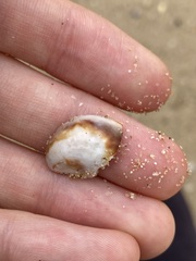 Bostrycapulus pritzkeri