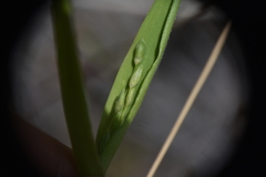 Dichanthelium acuminatum