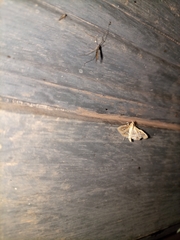 Lepidoptera