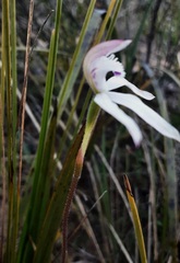 Caladenia moschata